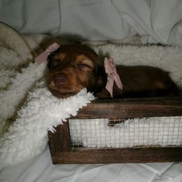 Dachshund Puppies from Doxies of 661