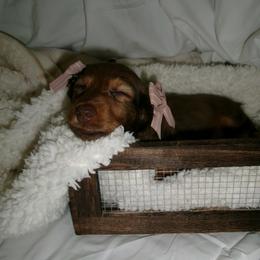 Dachshund Puppies from Doxies of 661