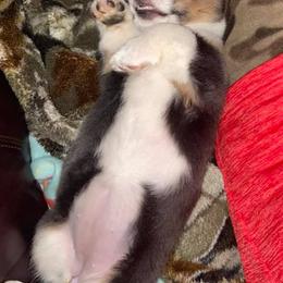 American Corgis and Pembroke Welsh Corgis from Cass County Corgi’s