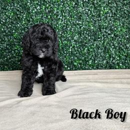 Black boy - Black and white male Bernedoodle puppy in Modesto, California from Two Doods Doodles