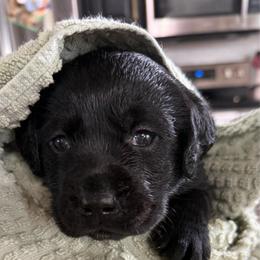 Inka - Purple Collar - Black female Labrador Retriever puppy in Greensburg, Kentucky from Paws Farm Retrievers