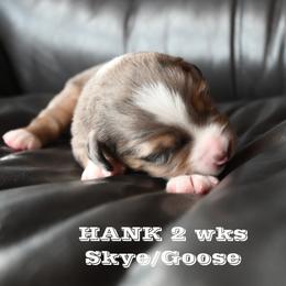 HANK - Blue merle male Miniature American Shepherd puppy in Pasco, Washington from ROCK CREEK LABRADORS Pasco, WA