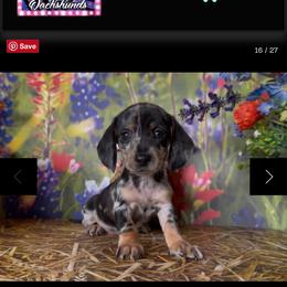 Lily - Dapple female Dachshund puppy in Floresville, Texas from Muddy River Dachshunds