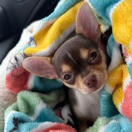 Chihuahua Puppies from Cloud9 Chihuahuas