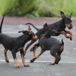 Manchester Terrier Puppies from JetCity Manchester Terriers