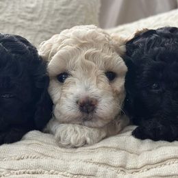 Poodles and Yorkshire Terriers from Star Catcher Pups