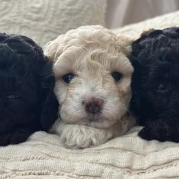 Poodles and Yorkshire Terriers from Star Catcher Pups