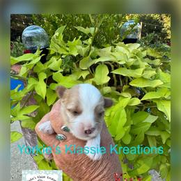 Kixx - Parti male Yorkshire Terrier puppy in Dierks, Arkansas from Yorkie’s Klassie Kreations