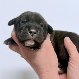 Black female - Black female Cane Corso puppy in Florence, Texas from Wilco Cane Corso