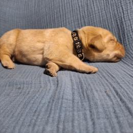 Black - Yellow male Labrador Retriever puppy in Bemidji, Minnesota from Northern Star Elite Quality Labrador Retrievers