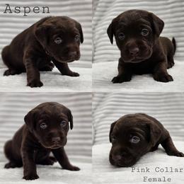 Aspen- Pink Collar - Chocolate female Labrador Retriever puppy in Boyd, Minnesota from Lindley Labradors