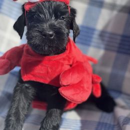 Giant Schnauzer, Golden Retriever, and Miniature American Shepherd Puppies from Elegy Kennels