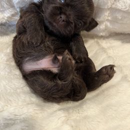 Shih Tzu Puppies from Lux Shih Tzu of New England