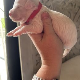 Cockapoo, Goldendoodle, and Poodle Puppies from Clad Doodles