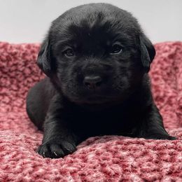 Yellow collar - Yellow male Labrador Retriever puppy in New Oxford, Pennsylvania from Precious Mountain View Labrador