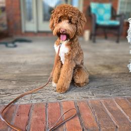 Red - Goldendoodle