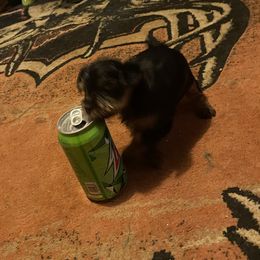 Chihuahua, Pomeranian, and Yorkshire Terrier Puppies from Pampered Pups Kennel