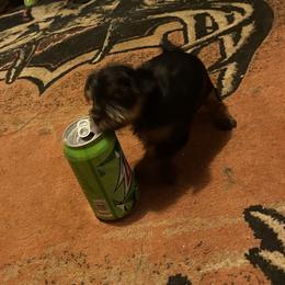 Chihuahua, Pomeranian, and Yorkshire Terrier Puppies from Pampered Pups Kennel