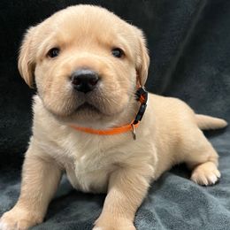 Yellow Male Orange Collar - Yellow male Labrador Retriever puppy in Beaverdam, Virginia from Gold Heart Labradors