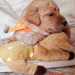 Poodle Puppies from Spangled Standard Poodles