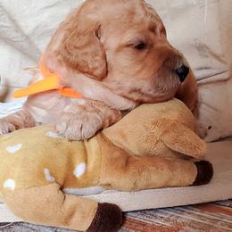 Poodle Puppies from Spangled Standard Poodles