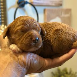Orange collar female - Red female Cavapoo puppy in Palm Beach County, Florida from Benji’s Cockapoos