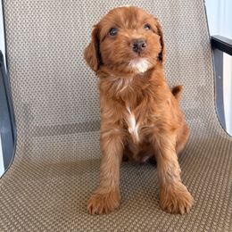 Pumpkin - Red  male Goldendoodle puppy in Point, Texas from Tiny Paws Goldendoodles