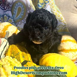 Aussiedoodle, Poodle, and Toy Australian Shepherd Puppies from High Desert Companions