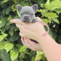 Pink Collar - Blue female French Bulldog puppy in Jamestown, Kentucky from French Valley Miniature Goldendoodles & French Bulldogs