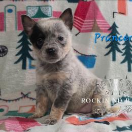 Prancer - Blue female Australian Cattle Dog puppy in Silsbee, Texas from Rockin ND Ranch