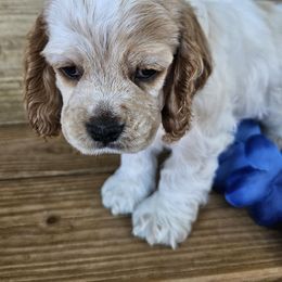 Cocker Spaniel Puppies from Riegelz Cockers