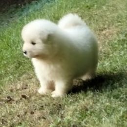Samoyed Puppies from Mountain Laurel Samoyeds