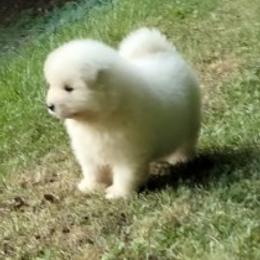 Samoyed Puppies from Mountain Laurel Samoyeds