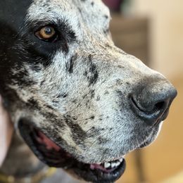 Boy 4 - Merle male Great Dane puppy in Lawrenceburg, Indiana from Jordan Giants