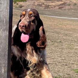 Grainger - English Springer Spaniel