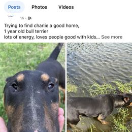 Charlie - Black tan and white male Bull Terrier puppy in Jasper, Indiana from Beautiful Bullies