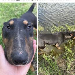 Charlie - Black tan and white male Bull Terrier puppy in Jasper, Indiana from Beautiful Bullies