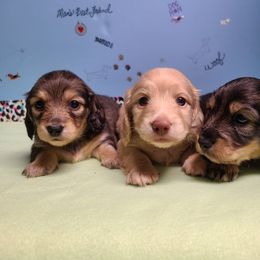 Dachshund All Grown Up from Heartland Dachshunds of So IL
