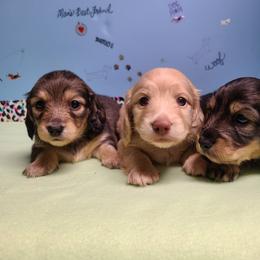 Dachshund All Grown Up from Heartland Dachshunds of So IL