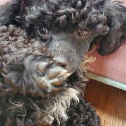 Poodle Puppies from Joanies Poodles