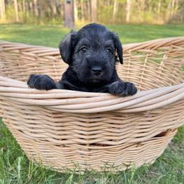 Moose - Black and silver male Miniature Schnauzer puppy in Akeley, Minnesota from Great Northern Schnauzers