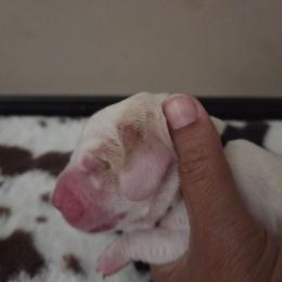 Boy 5 - Red and white male Basset Hound puppy in Denison, Texas from Emma Lou's Baby Bassets