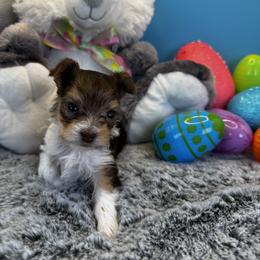 Dixie - Chocolate, tan and white female Yorkshire Terrier puppy in Essexville, Michigan from John's Yorkshire Terriers
