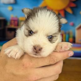 Pixie - Red and white female Pomsky puppy in Spring Hill, Florida from www.PuppyTimeEmporium.com