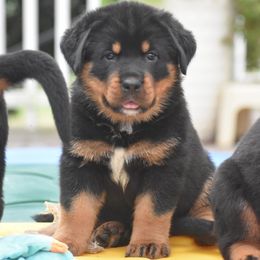 Boy 2 - male Rottweiler puppy in Catawissa, Pennsylvania from Sharp Ridge Rottweilers