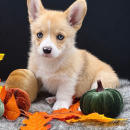 Susie Q - Sable and white female American Corgi puppy in Missouri from Country Legends Aussies & Corgis
