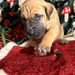 Daphne - Fawn female Great Dane puppy in Scottsburg, Virginia from Virginia Great Danes