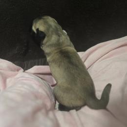 Anatolian Shepherd Dog Puppies from Florida Anatolian Shepherds