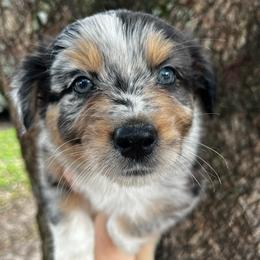 Boy 1 - Blue merle male Australian Shepherd puppy in Lakeland, Florida from Infinite Aussies