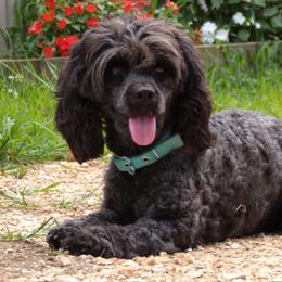 Cockapoos and Poodles from Scenic Hills Kennels